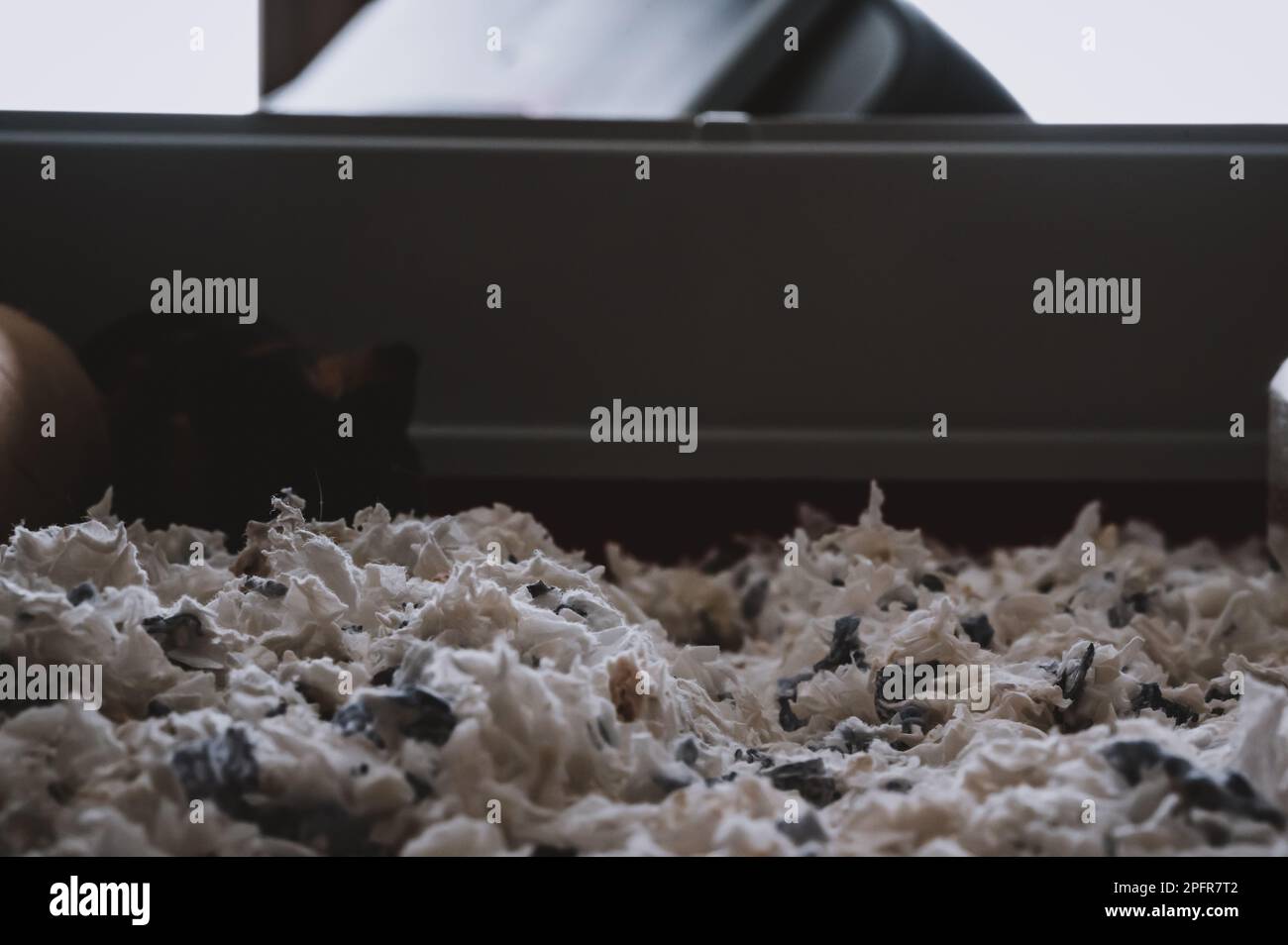 Rabbit hutch bedding hires stock photography and images Alamy