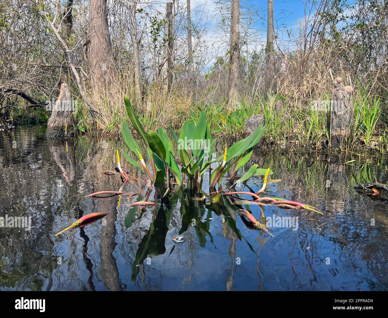Orontium aquaticum, commonly known as Golden Club, is an aquatic plant frequently within the Okefenokee National Wildlife Refuge. Stock Photo