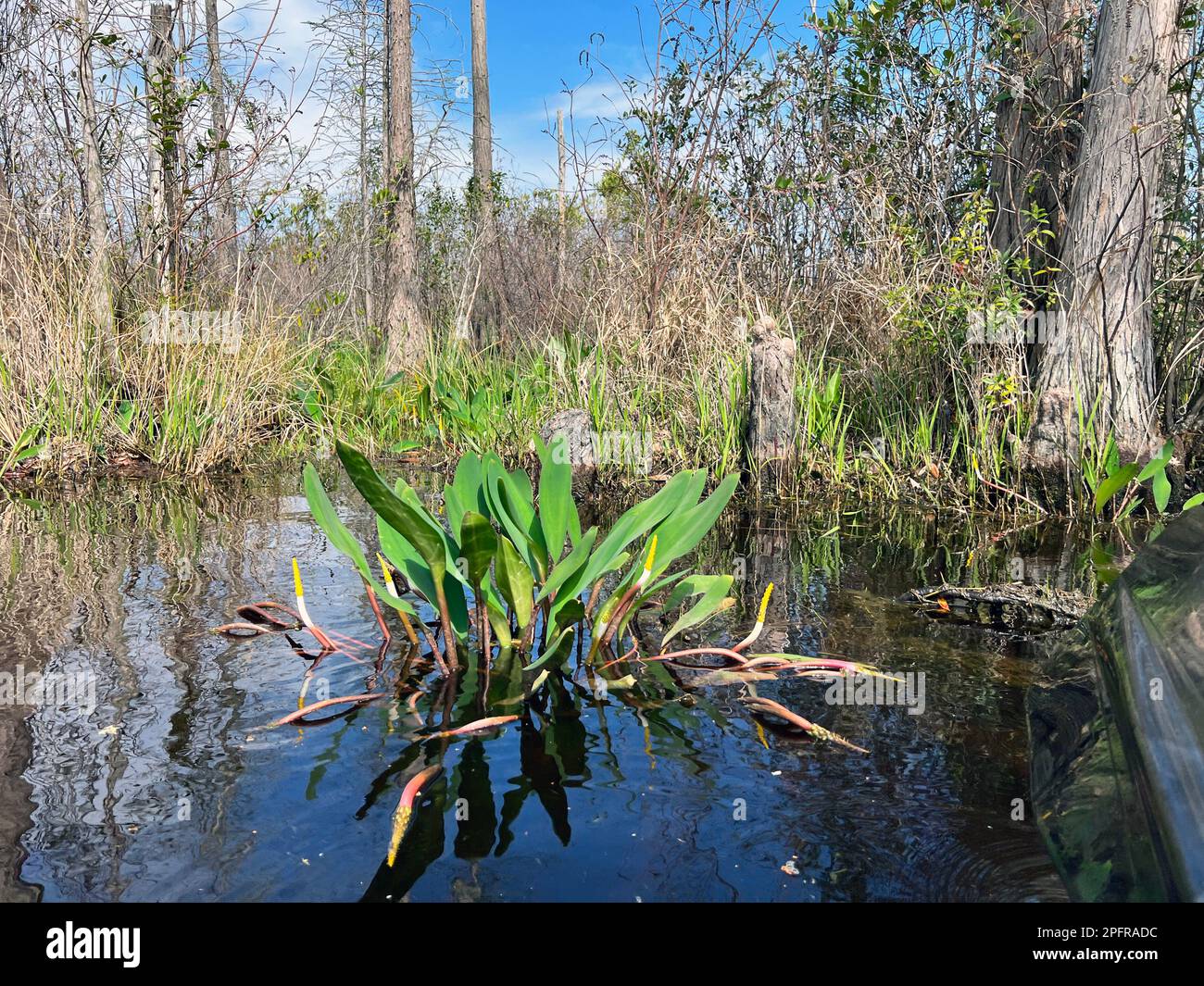 Orontium aquaticum, commonly known as Golden Club, is an aquatic plant frequently within the Okefenokee National Wildlife Refuge. Stock Photo