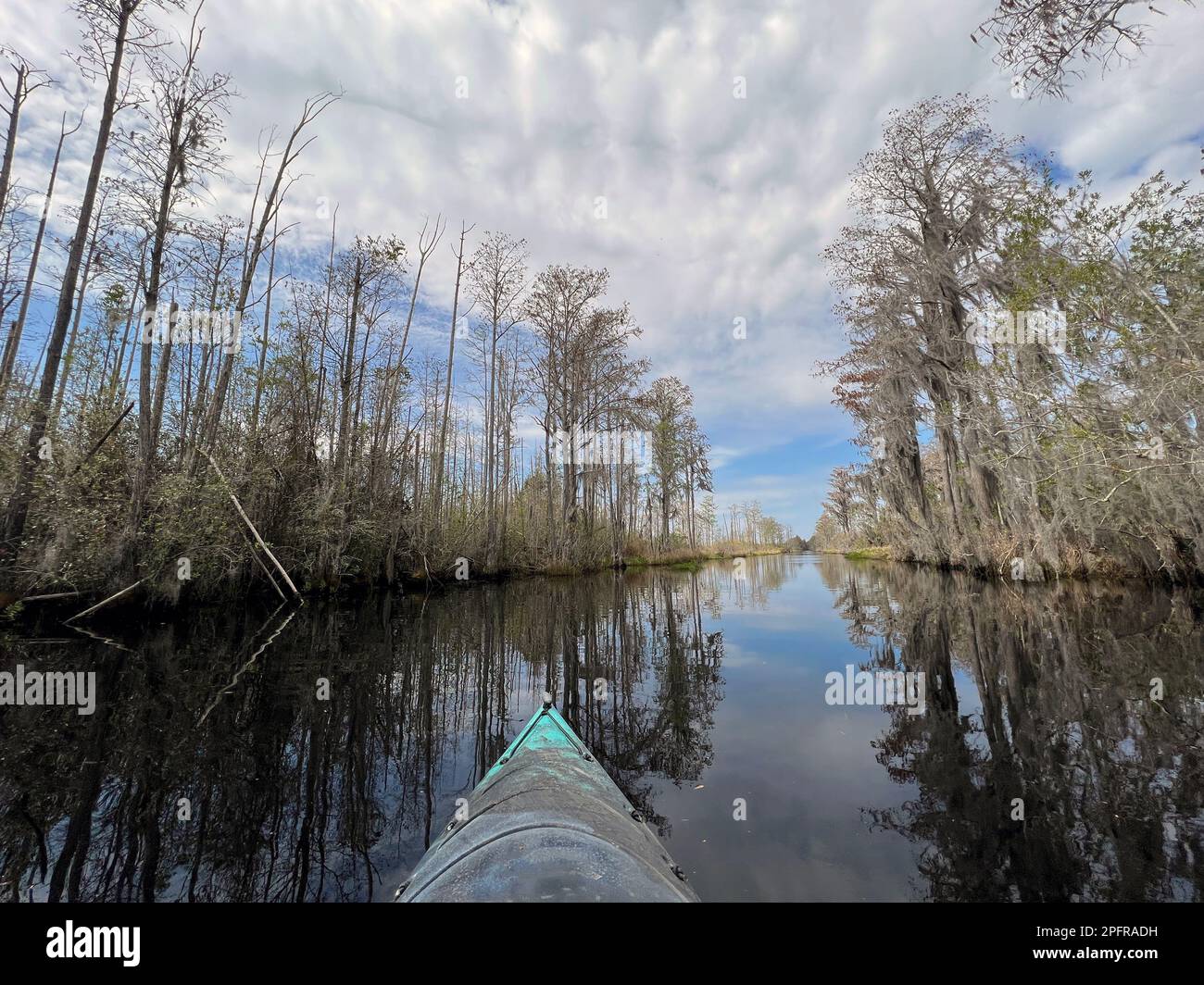 Kayaking marked trails in the Okefenokee National Wildlife Refuge, North America's largest blackwater swarm and home to diverse wildlife, including al Stock Photo
