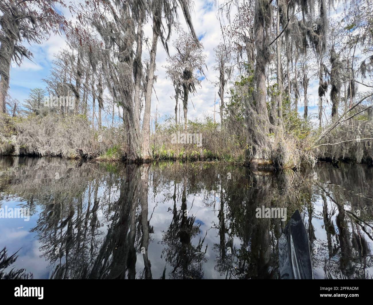 View from a kayak in Okeefenokee swamp, Georgia, USA, North America's largest blackwater swamp and home to thousands of alligators. Stock Photo