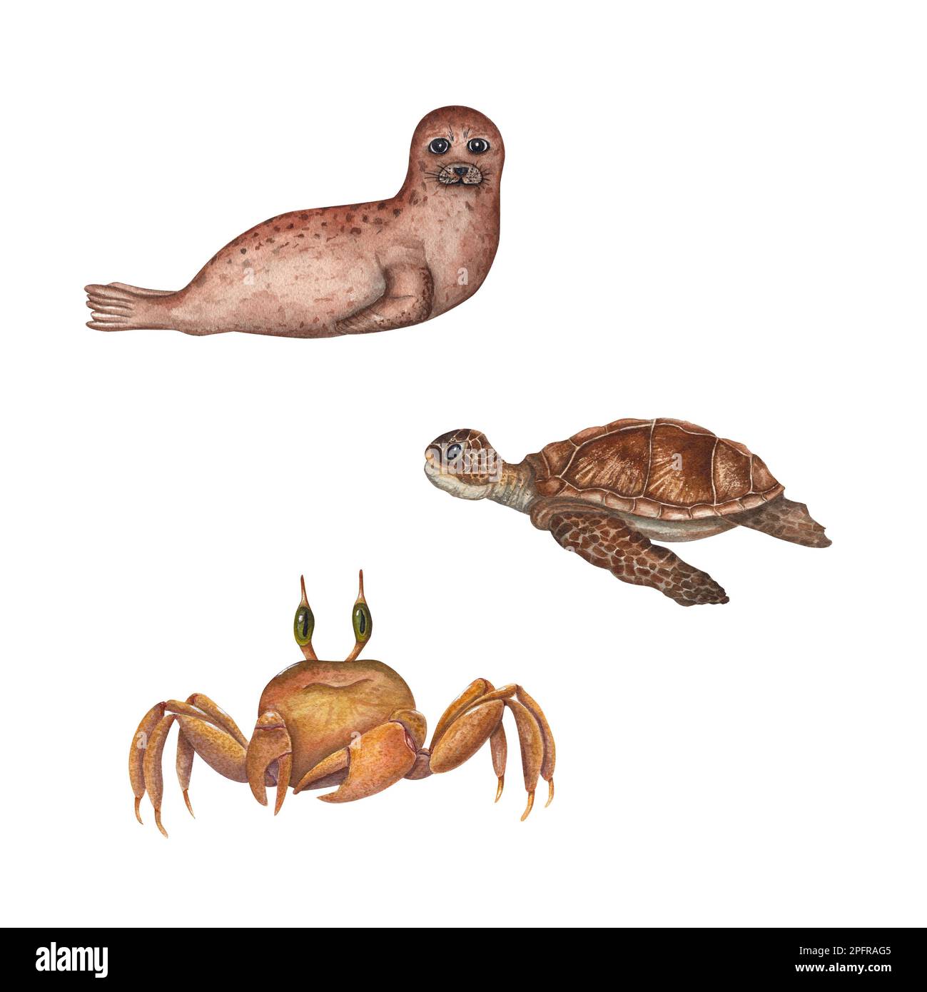 Watercolor sea set with fur seal, turtle, crab isolated on white background. For baby textile, wallpaper, nursery decoration, cards, background Stock Photo