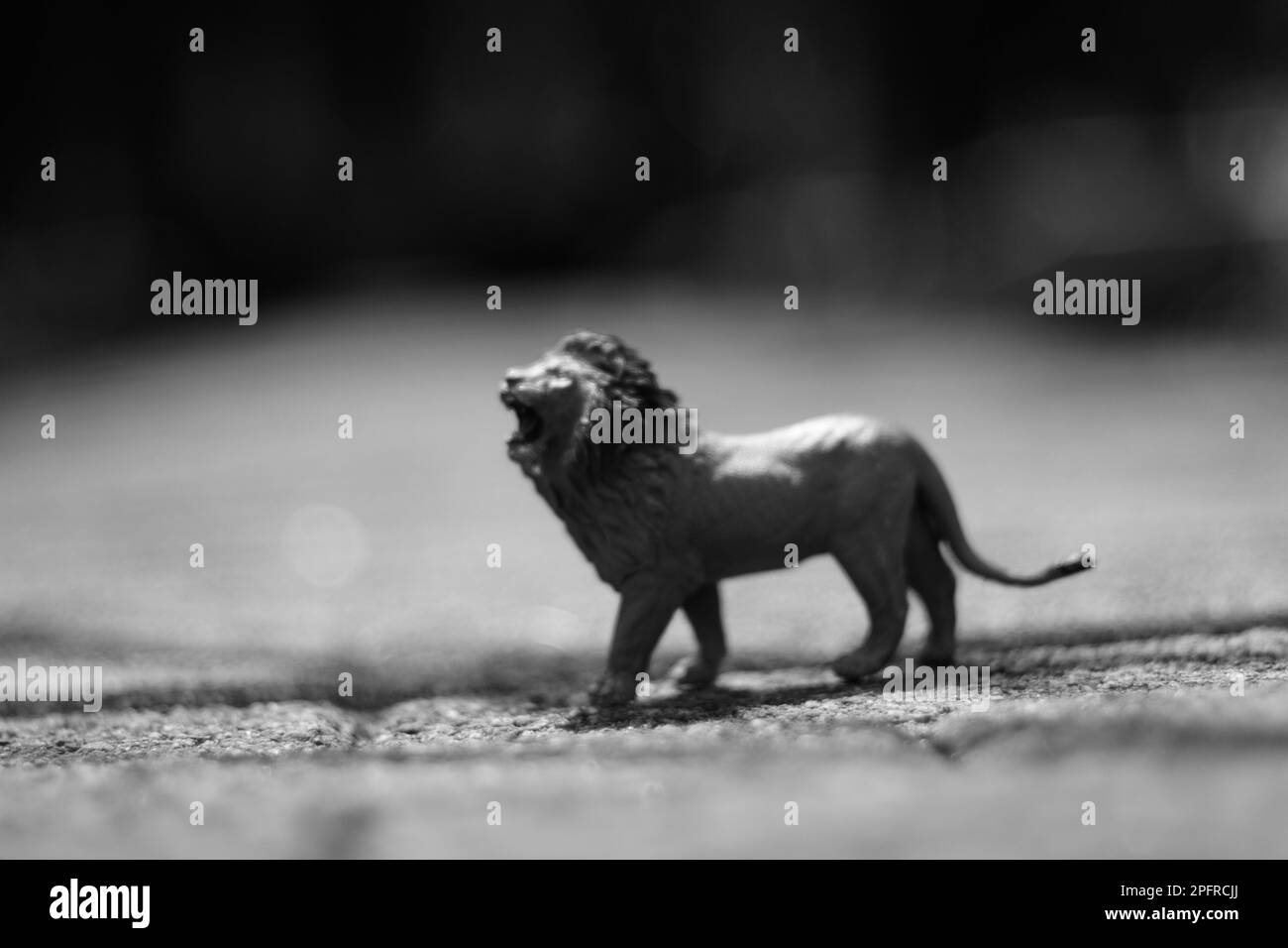 A black and white photograph of a small plastic toy lion standing on a