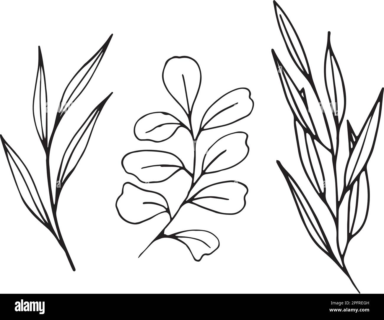 Hand drawn set of different leaves isolated on white background ...