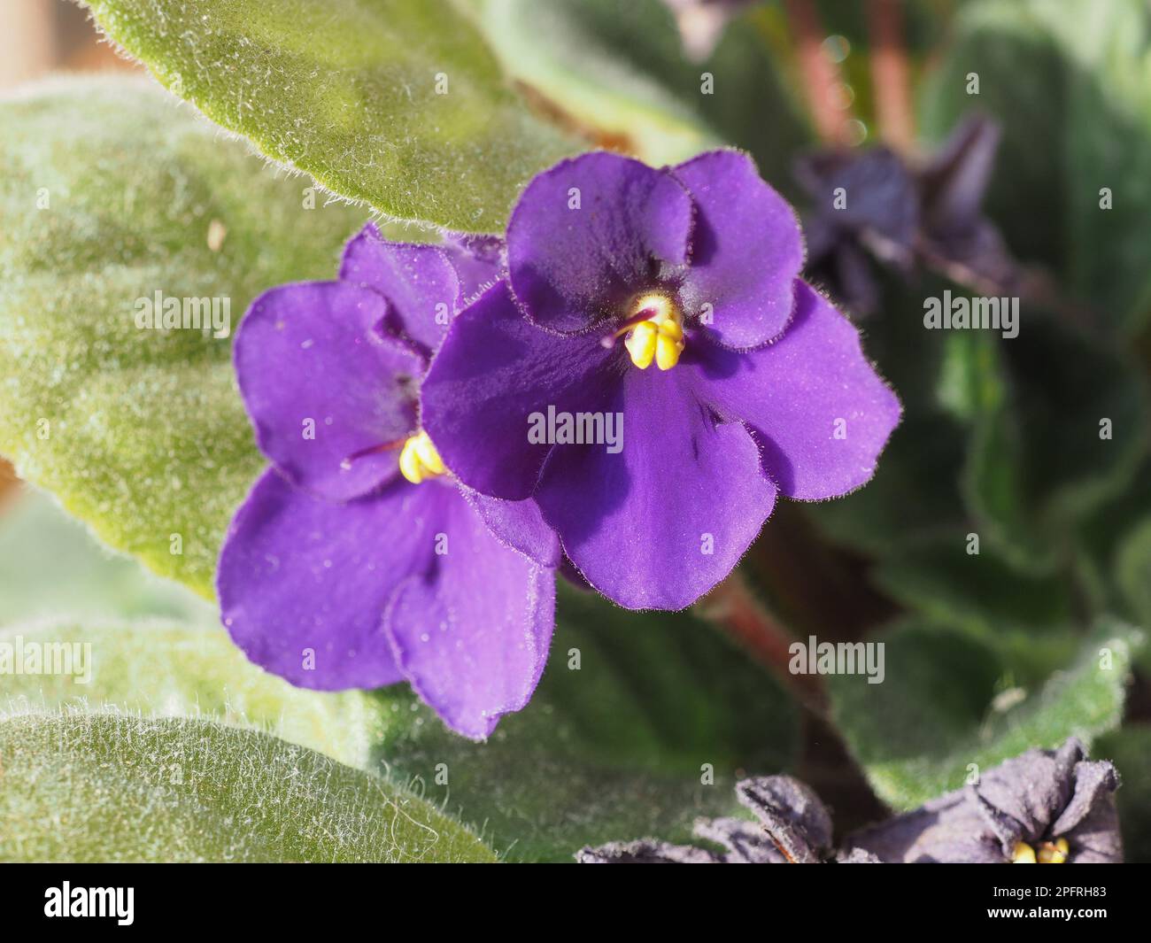 saintpaulia aka African violet purple flower scientific name Streptocarpus Saintpaulia Stock Photo