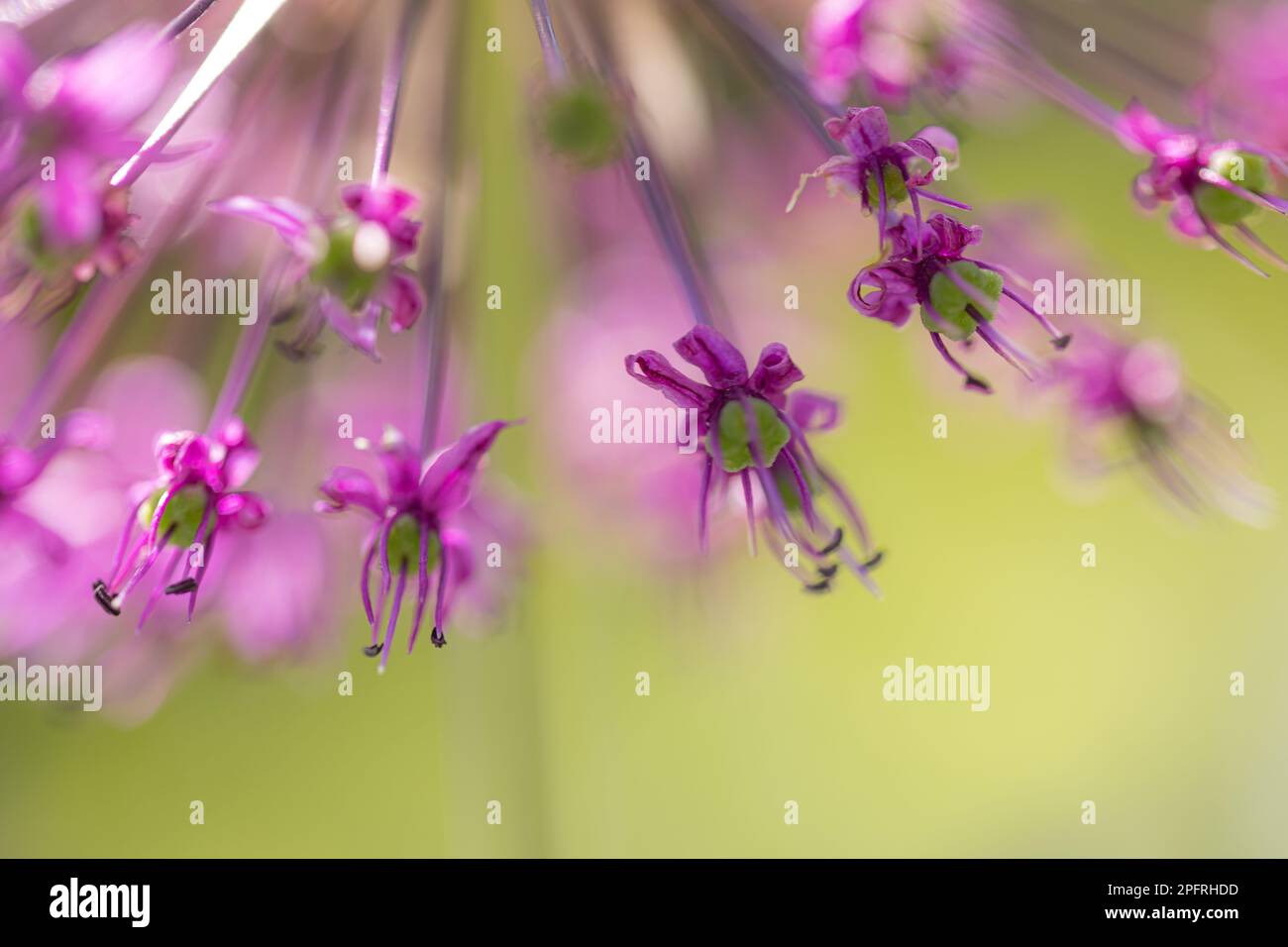 Close-up of a bee flying to blossoms of velvet allium lusitanicum for harvesting Stock Photo