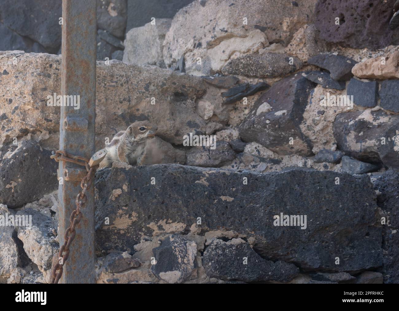 Chipmunk in a sunny day. Living among the rocks and stones of the ...