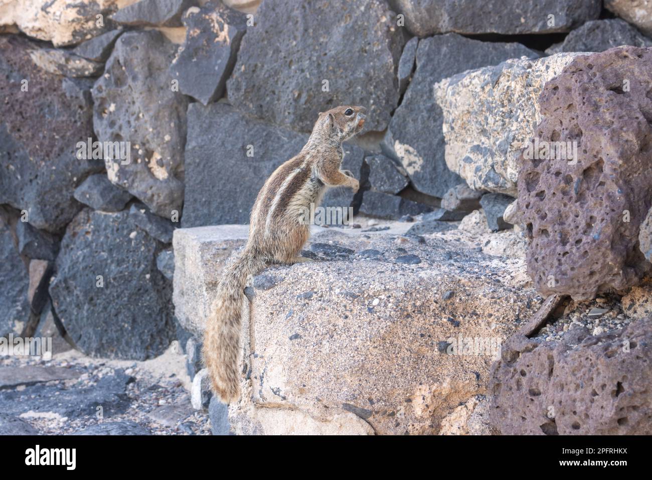 Chipmunk in a sunny day. Living among the rocks and stones of the ...