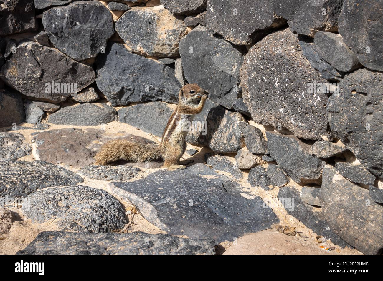 Chipmunk in a sunny day. Living among the rocks and stones of the ...