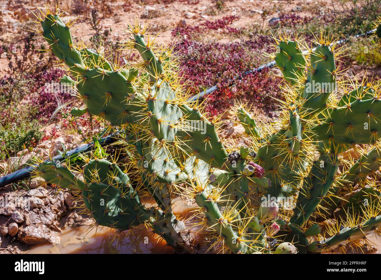 The prickly pear is a typical plant in the subtropical area of the island of Fuerteventura in the Canary Islands Stock Photo