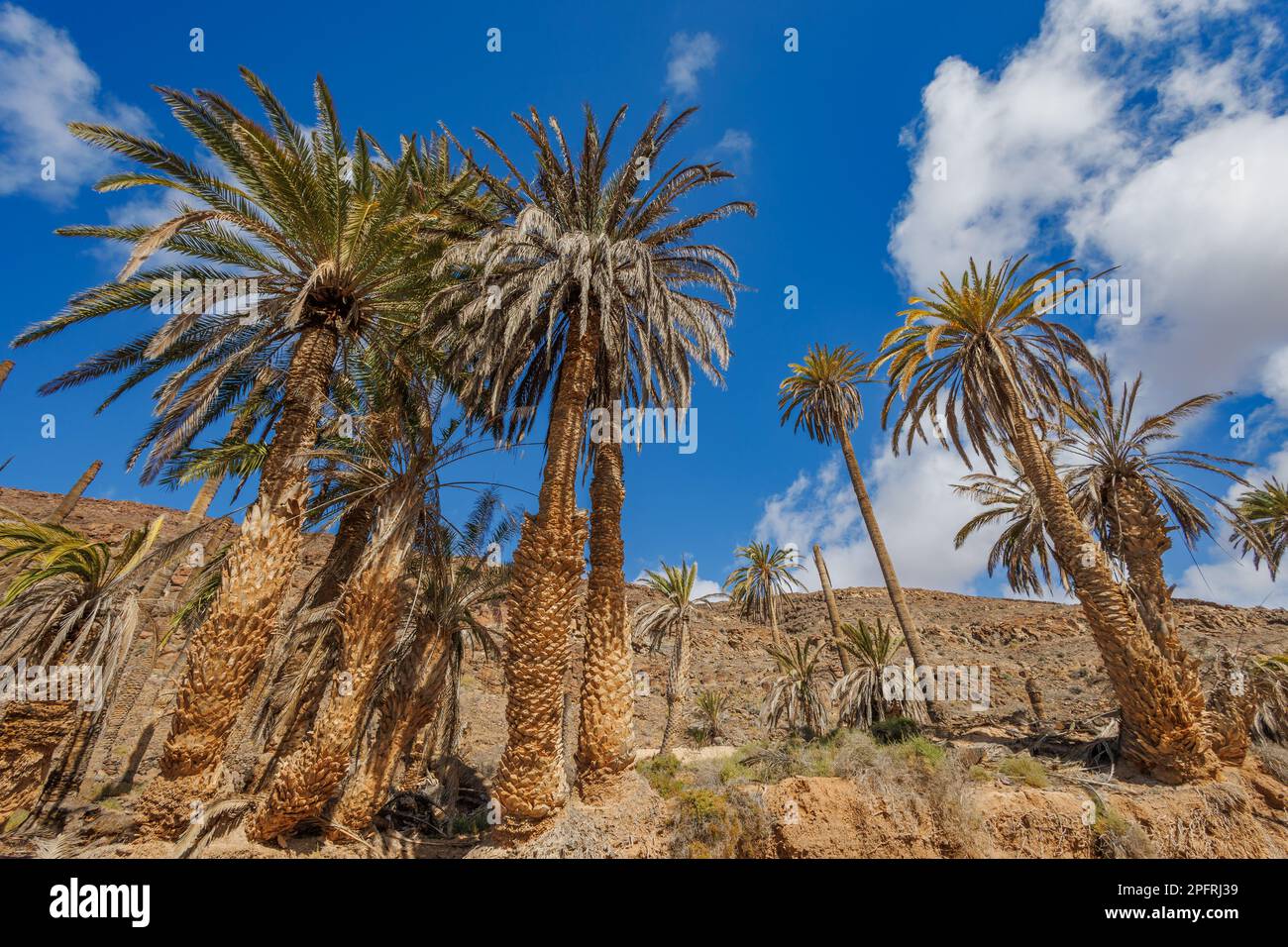 Barranco de la Madre del Agua oasis on the island of Fuerteventura in the Canary Islands Stock Photo