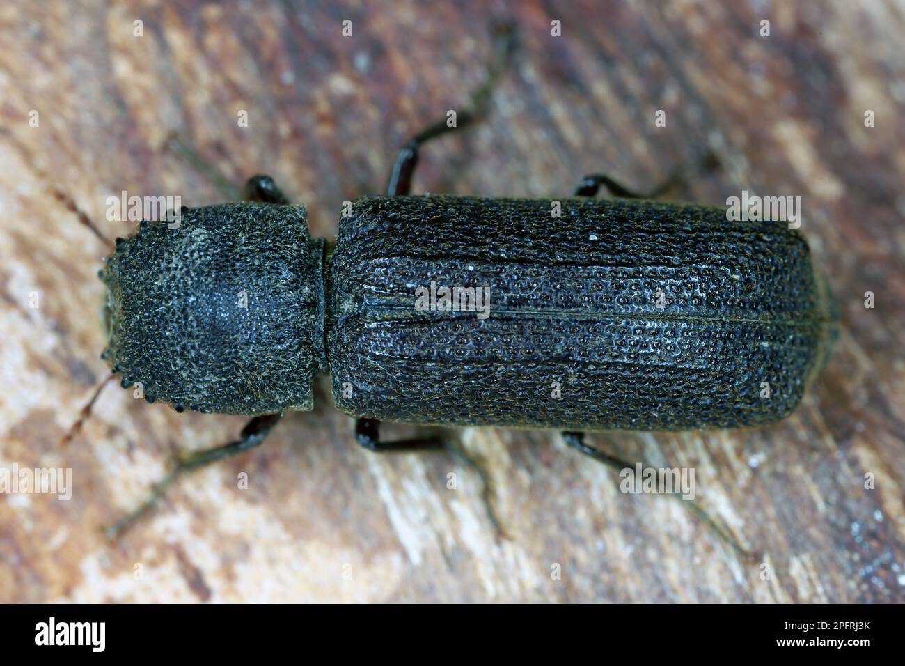 Chinese Auger Beetle, Heterobostrychus hamatipennis,  is a species of horned powder-post beetle in the family Bostrichidae. Beetle native to Asia. Stock Photo
