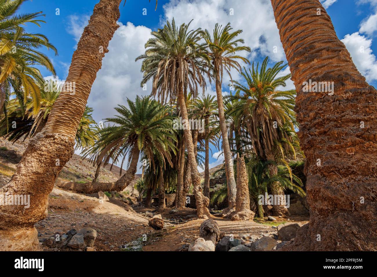 Barranco de la Madre del Agua oasis on the island of Fuerteventura in the Canary Islands Stock Photo