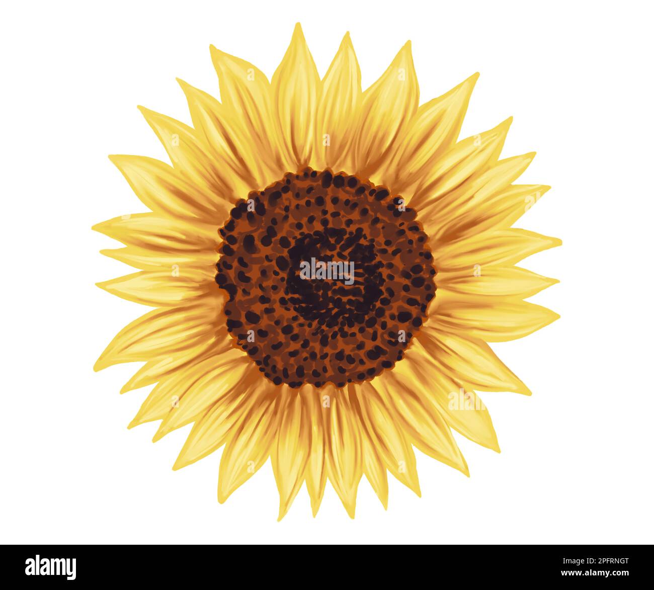 Happy golden sunflower illustration. Botanical realistic hand drawn