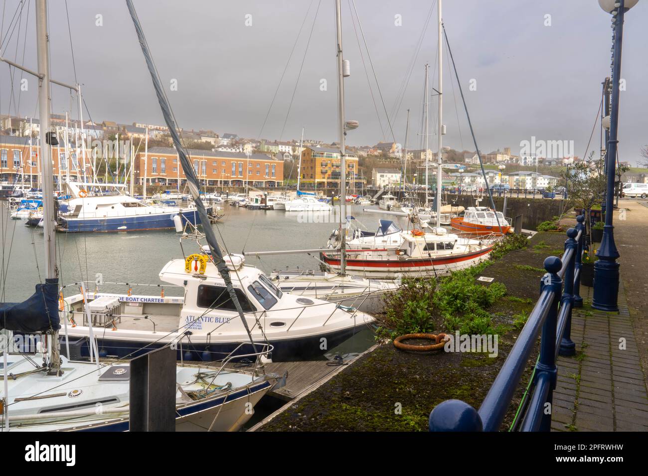 Yachts and boats moored in the harbour marina at Milford Haven Pembrokeshire Wales UK Stock Photo
