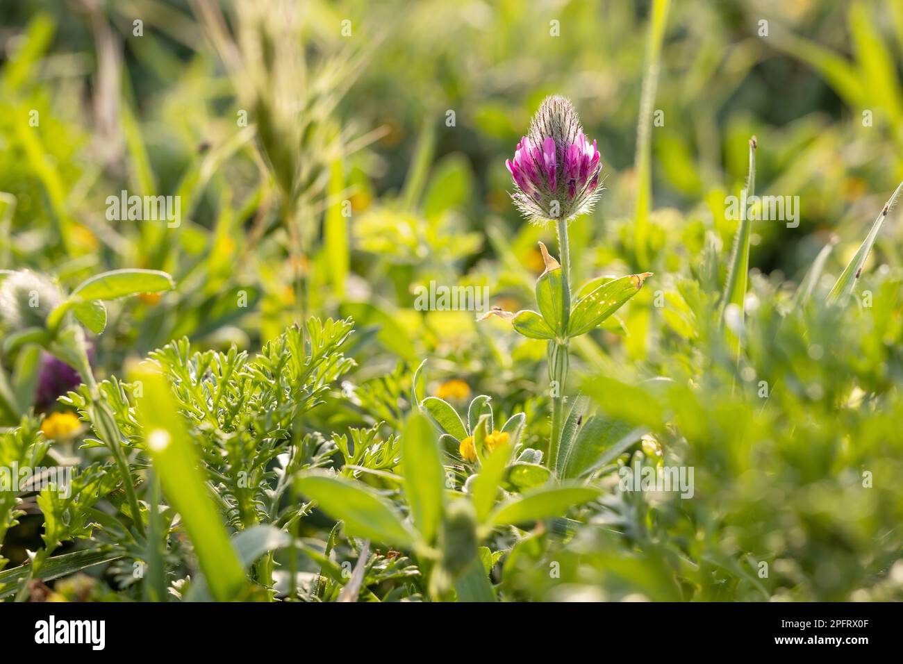 Flora of Israel. Square frame. Trifolium purpureum is in early spring in a meadow at sunset. Stock Photo