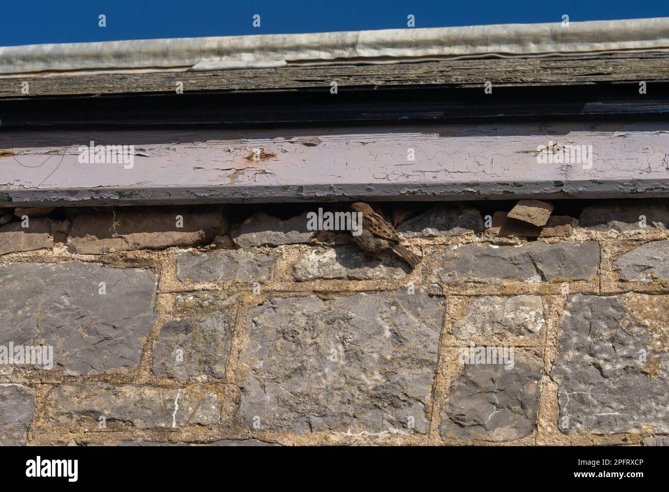 Sparrows ( dunnock,Prunella modularis) nesting under the wooden rafters of a building Stock Photo
