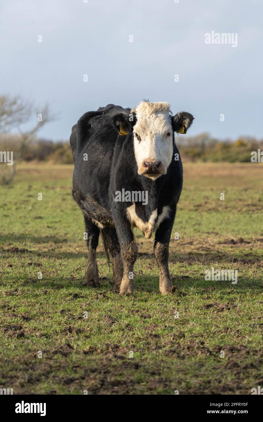 Cows in Welsh field Stock Photo