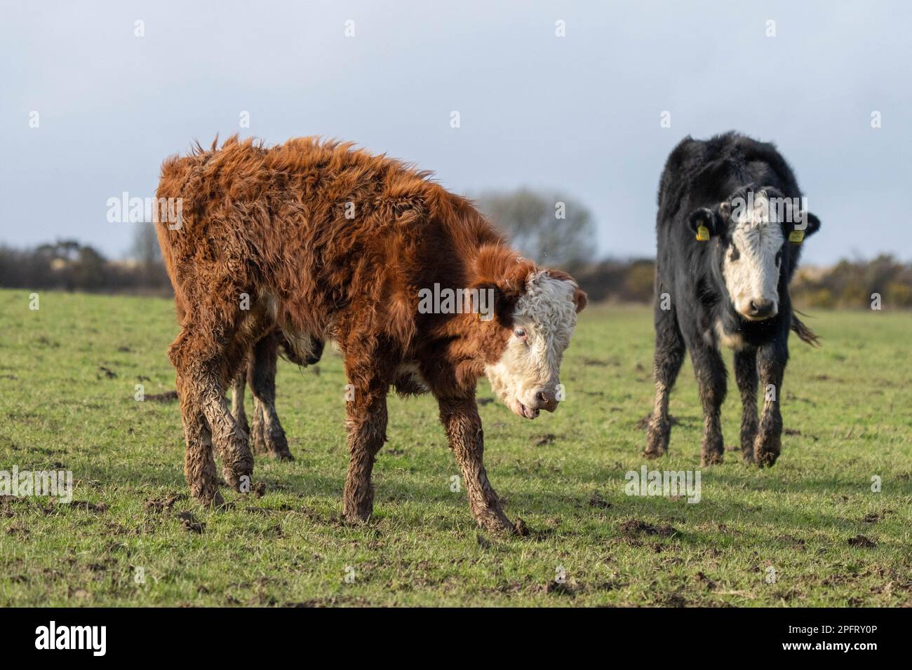 Cows in Welsh field Stock Photo
