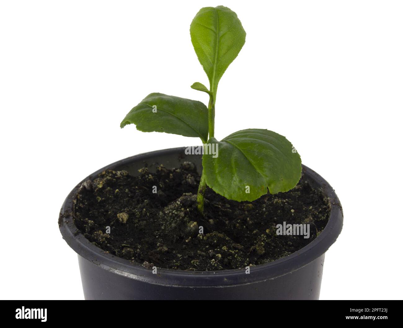 Mandarin growing in a pot. Isolated on a white background. Growing citrus from seed at home