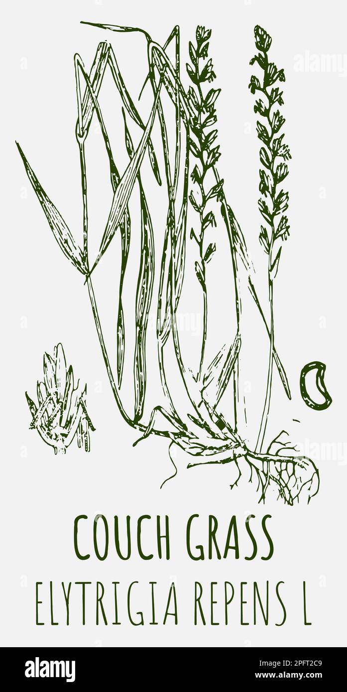 Drawings of COUCH GRASS. Hand drawn illustration. Latin name ELYTRIGIA REPENS L. Stock Photo
