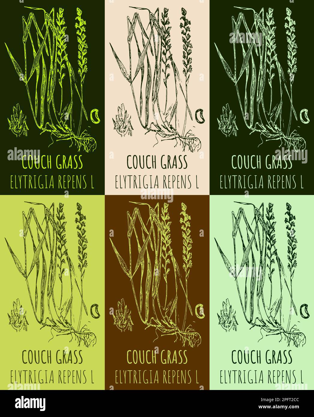 Set of drawings COUCH GRASS in different colors. Hand drawn illustration. Latin name ELYTRIGIA REPENS L. Stock Photo