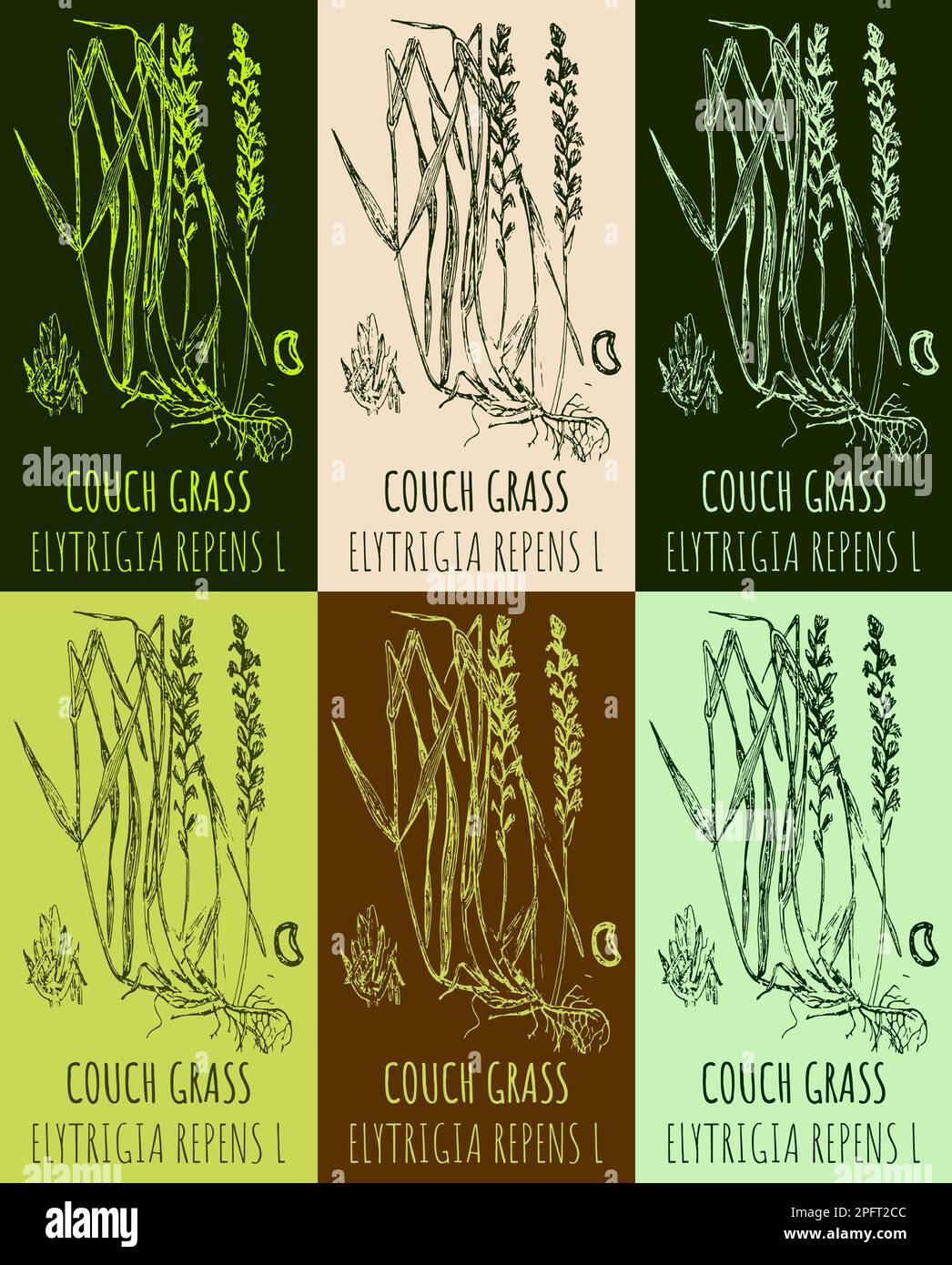 Set of drawings COUCH GRASS in different colors. Hand drawn