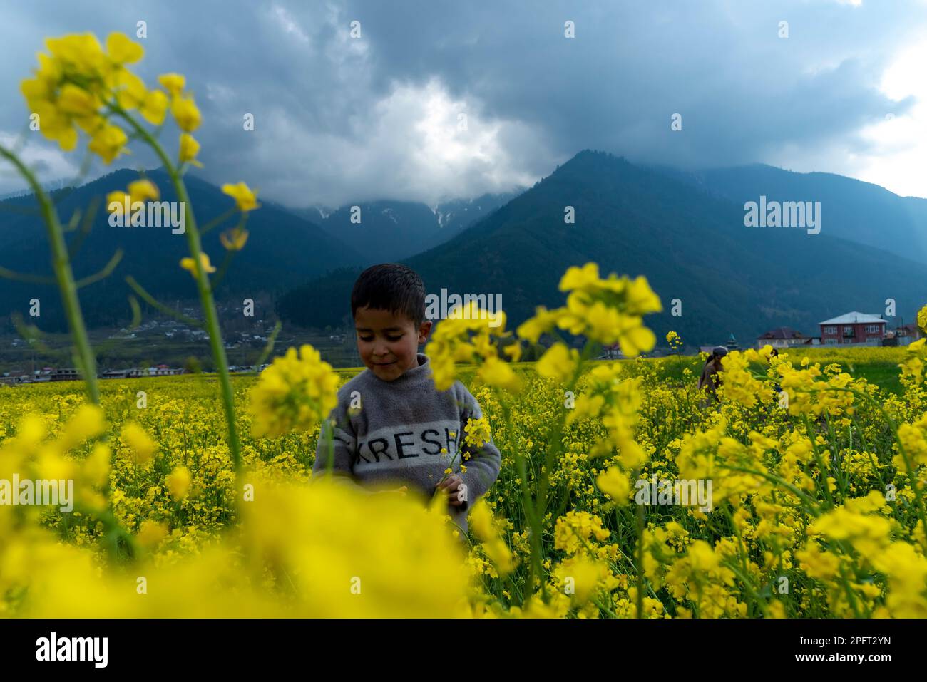 A kid picks flowers from a blooming mustard field on a spring day in Ganderbal. Stock Photo