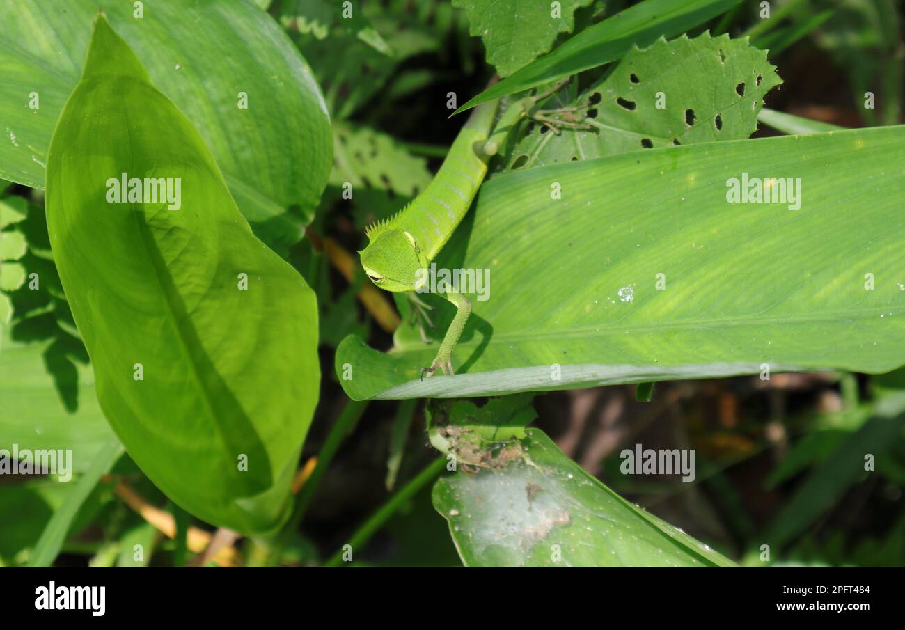 High angle view of a crawling young green forest lizard on top of a large Arrowroot leaf (Maranta Arundinacea) Stock Photo