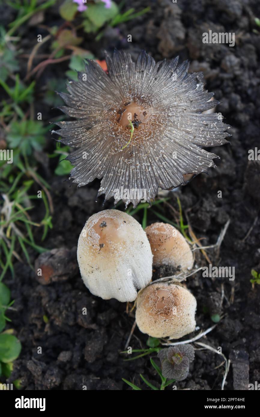 A selection of fungi Stock Photo