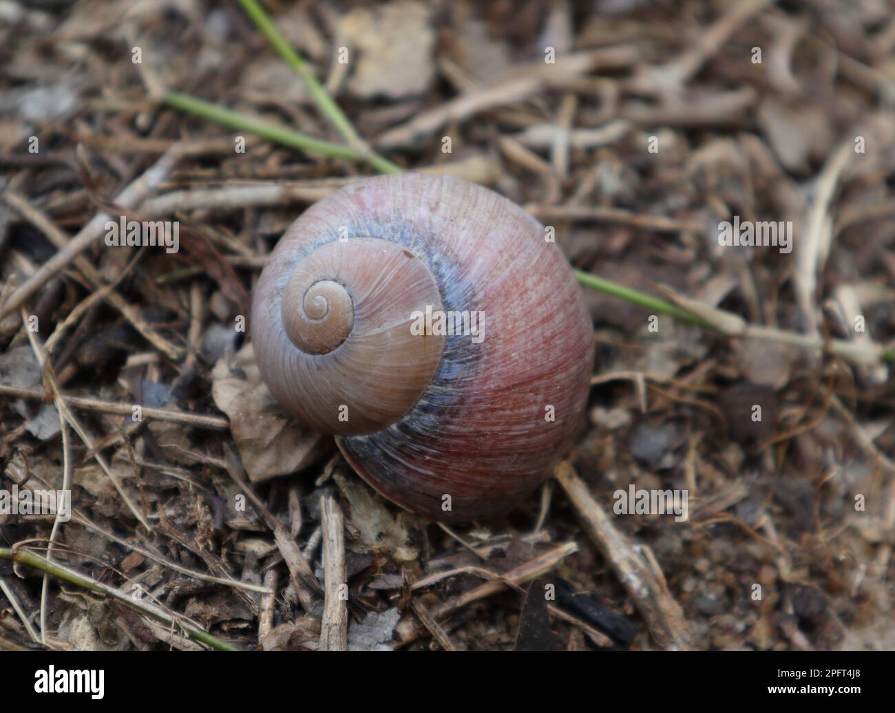 A beautiful pink color shell surface of a dead Giant land snail (Acavus