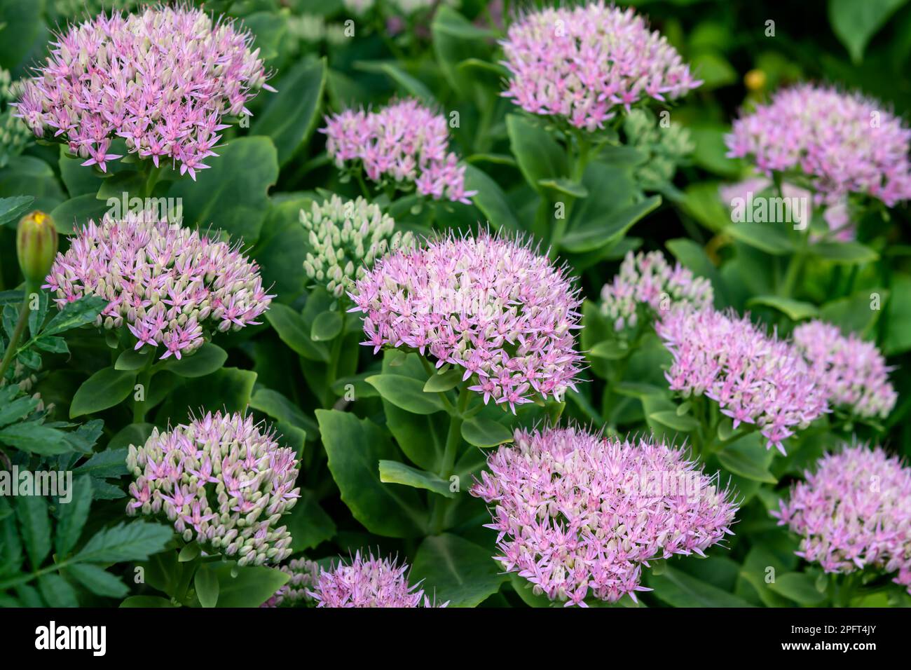 Hylotelephium spectabile or common name as sedum spectabile showy