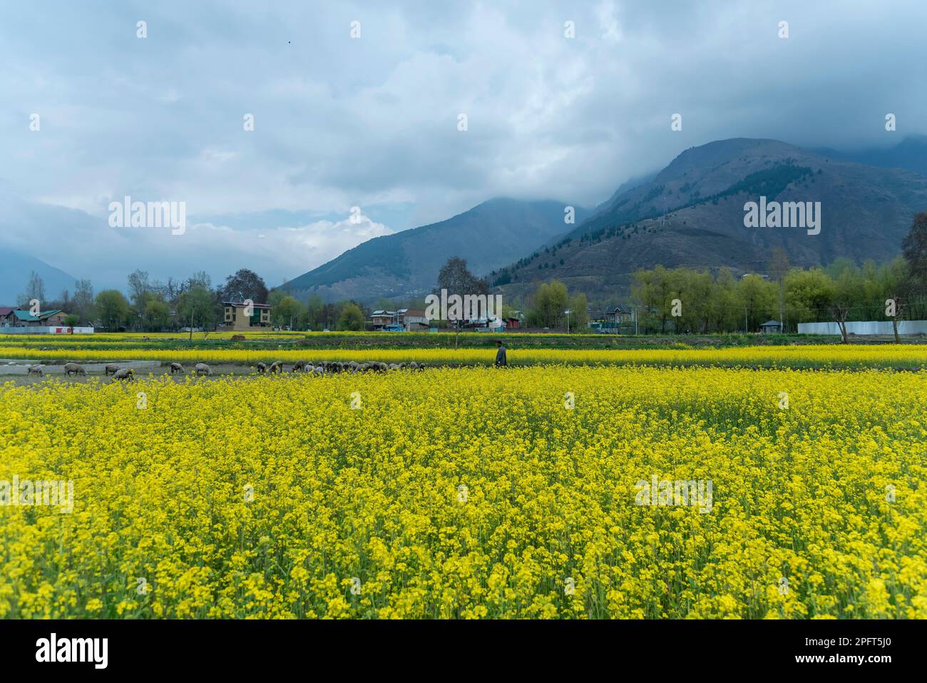 March 18, 2023, Ganderbal, Jammu and Kashmir, India A view of blooming