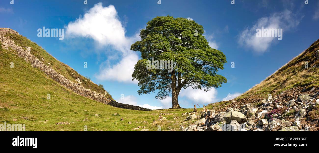 Panoramic daytime view in summer of Sycamore Gap on Hadrian's Wall in Northumberland, England, United Kingdom Stock Photo
