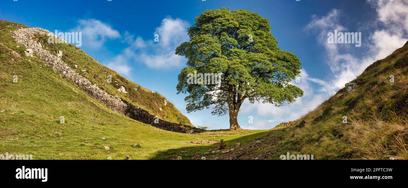 Panoramic daytime view in summer of Sycamore Gap on Hadrian's Wall in Northumberland, England, United Kingdom Stock Photo