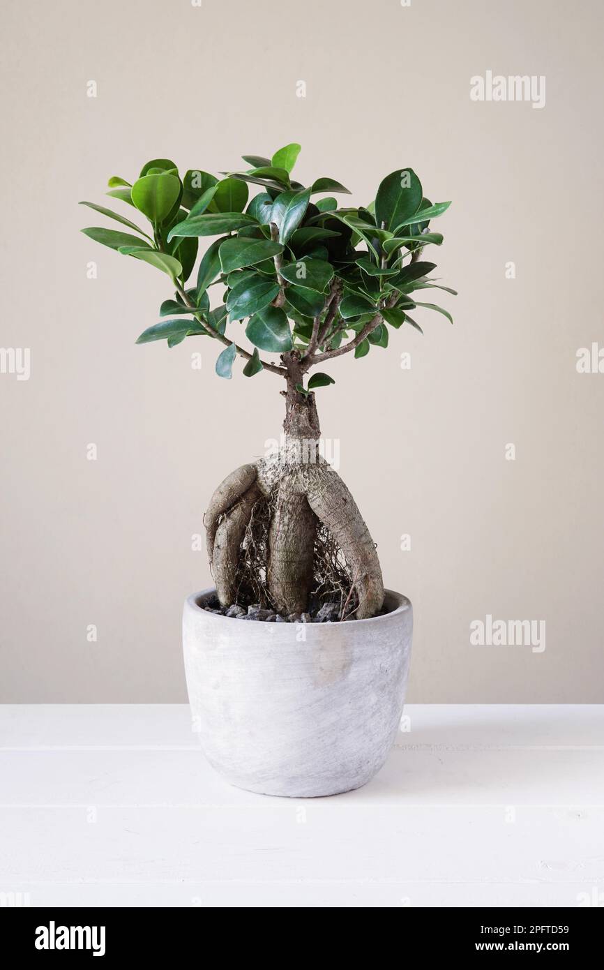 bonsai ginseng or ficus retusa also known as banyan or chinese fig tree Stock Photo
