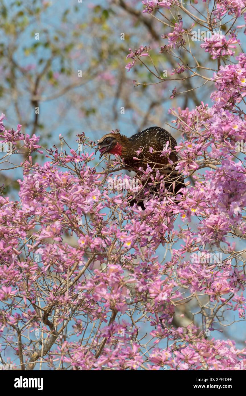 Chestnutbellied guan (Penelope ochrogaster) in a flowering pink ipe