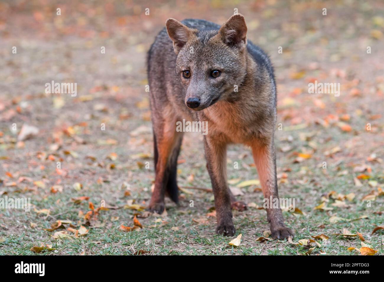 Crabeating fox (Cerdocyon thous), Pantanal, Mato Grosso, Brazil Stock