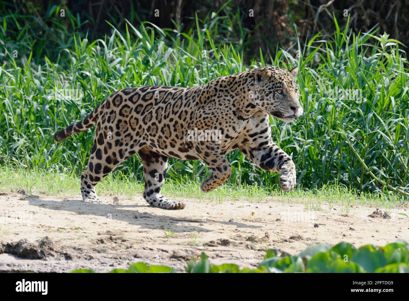 Male jaguar (Panthera onca), running and hunting, Cuiaba River