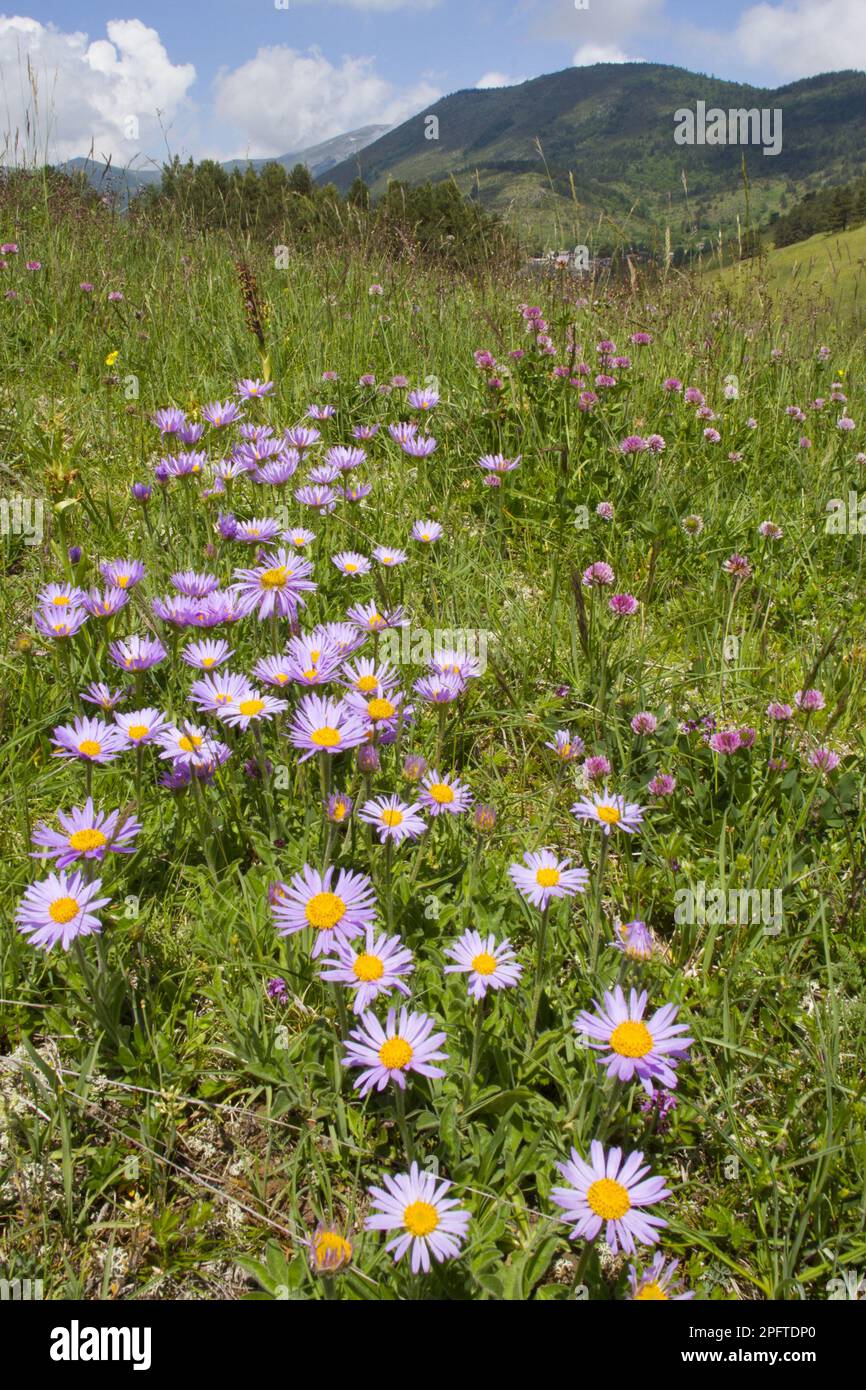 Alpine aster (Aster alpinus) in flower, growing with other wildflowers in a meadow near a mountain village, Comus, Aude-Pyrenees Stock Photo