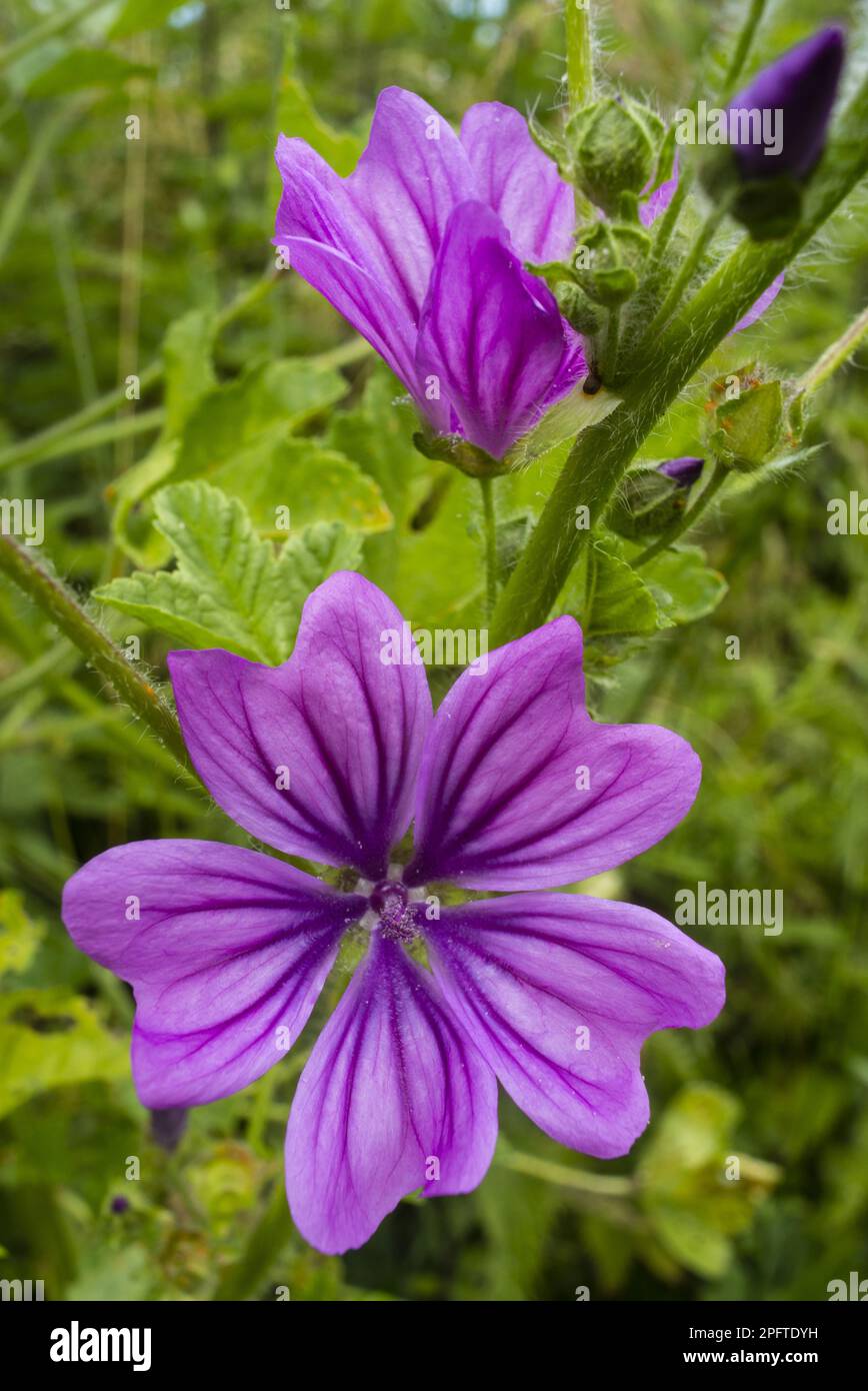 Common Mallow (Malva sylvestris) close-up of flowers, growing on ...