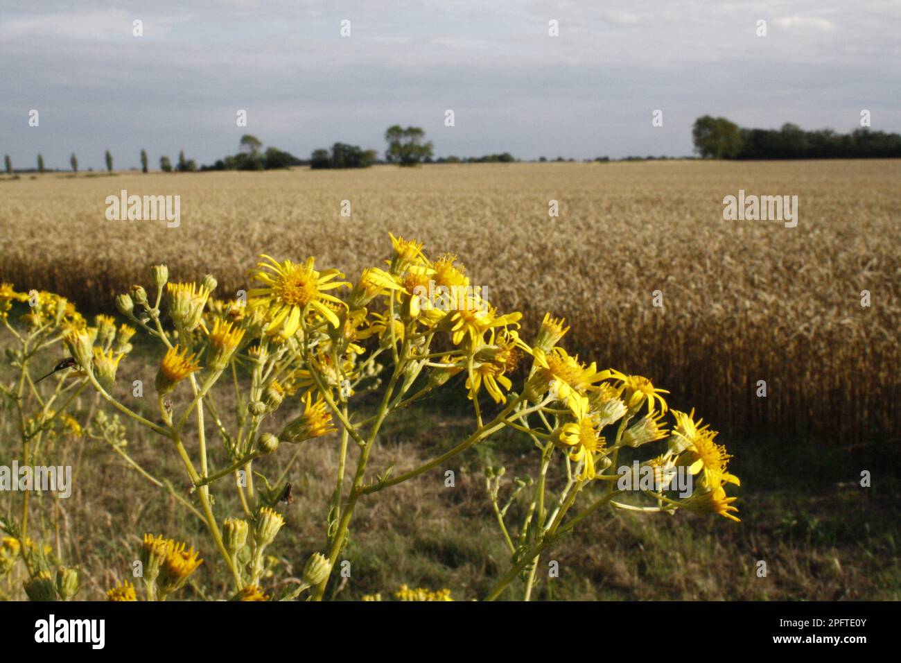 Common Ragwort flowering, growing in set-a-side beside wheat field ...