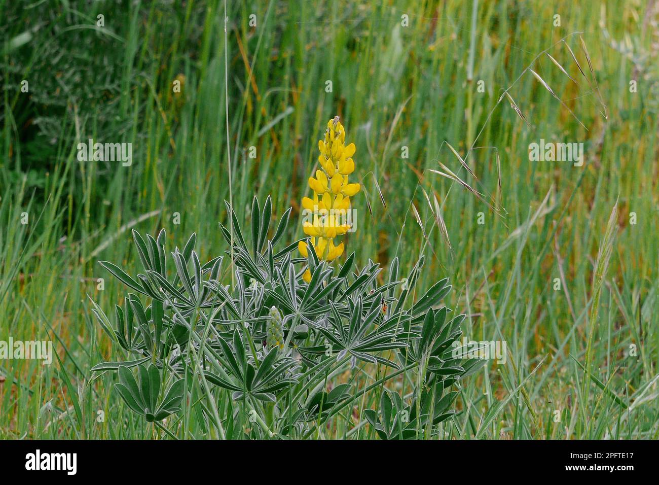 Yellow Lupin (Lupinus luteus) flowering, Baracina, Portalegre District, Alentejo, Portugal Stock Photo