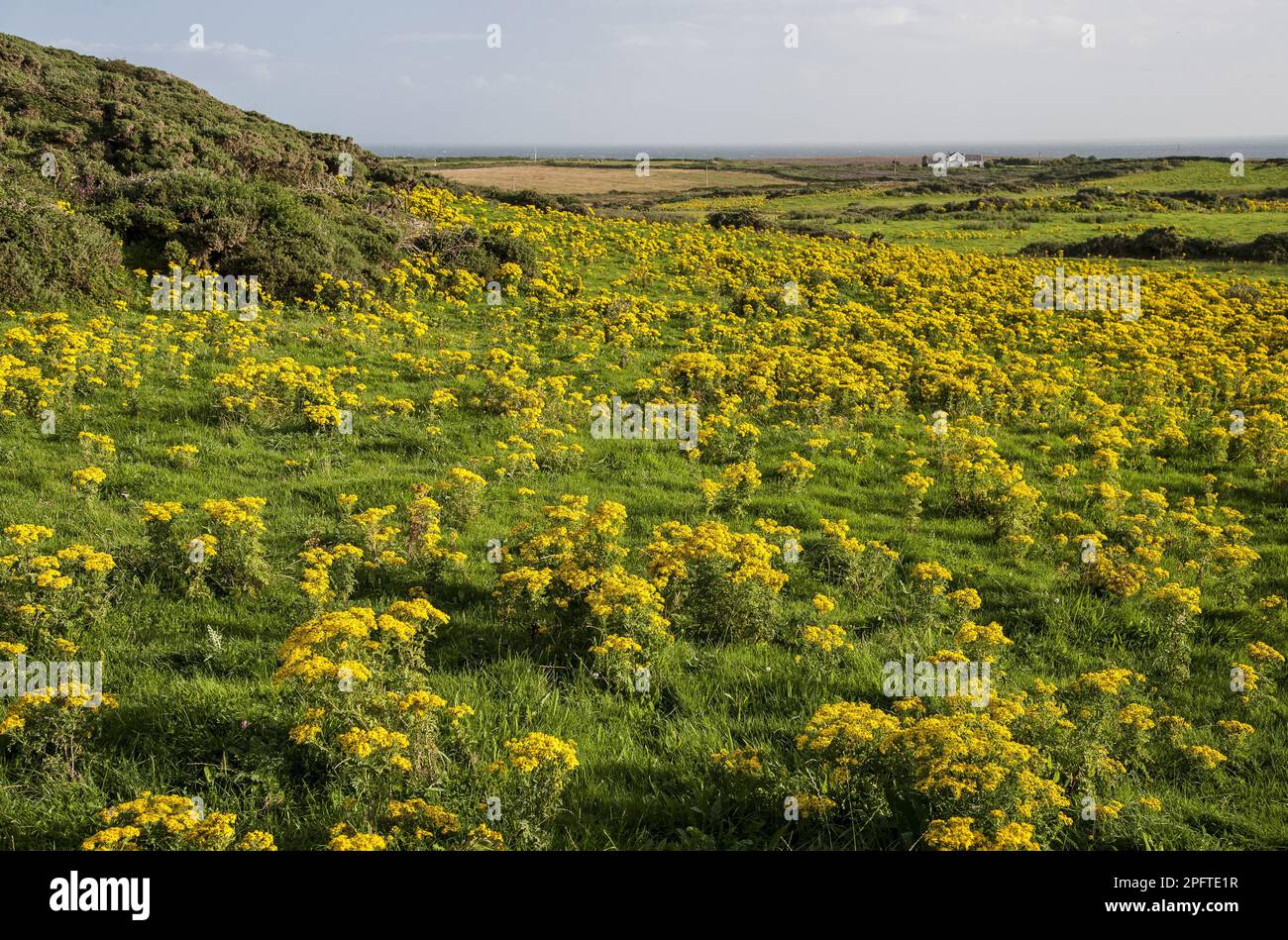 Common ragwort (Senecio jacobaea) flowering mass, growing in coastal ...
