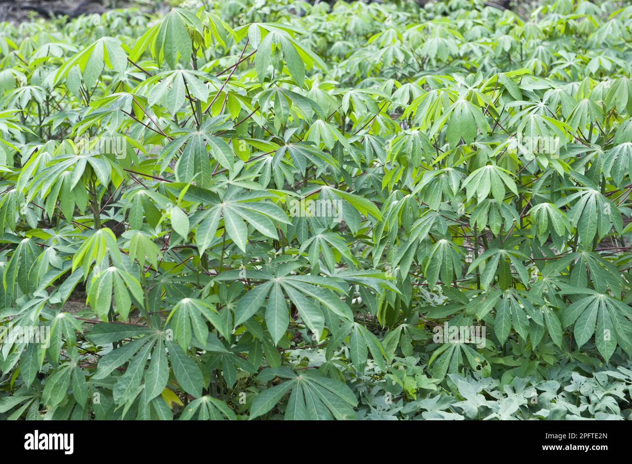 Cassava (Manihot esculenta) harvest, sweet variety, Fair View Village, Kurupukari, Iwokrama Rainforest, Guayana Shield, Guyana Stock Photo