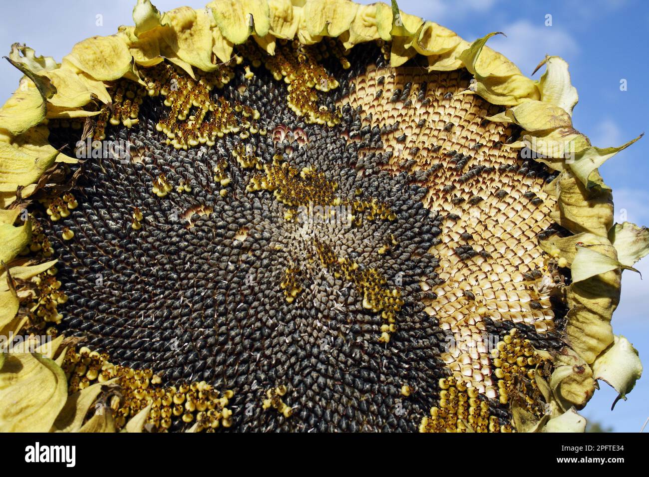 Sunflower (Helianthus annuus) 'Ray of Sunshine', close-up of seed head, with ripe seeds, growing in allotment, Bacton, Suffolk, England, United Stock Photo
