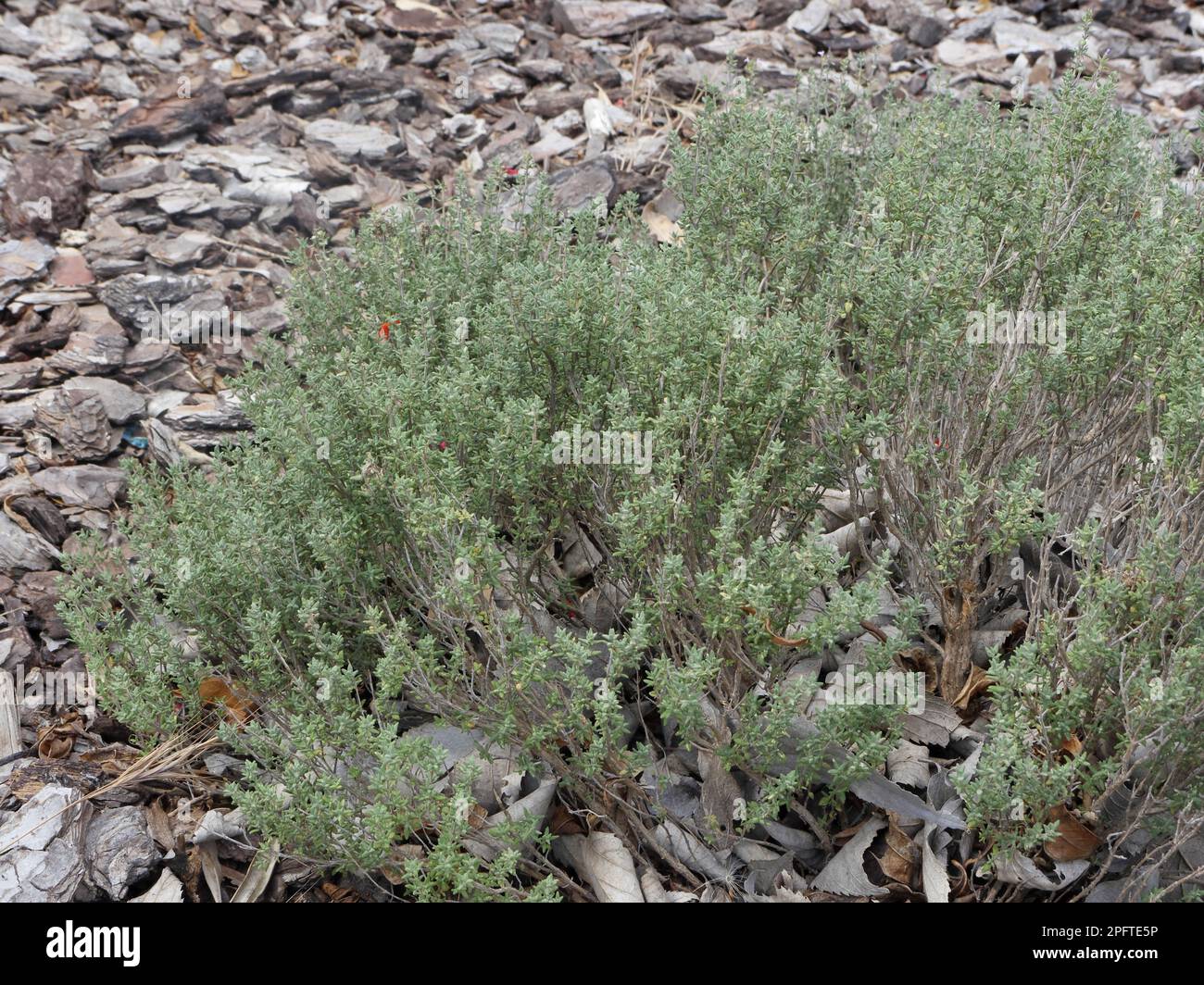 Common Thyme (Thymus vulgaris) habit, Majorca, Balearic Islands, Spain