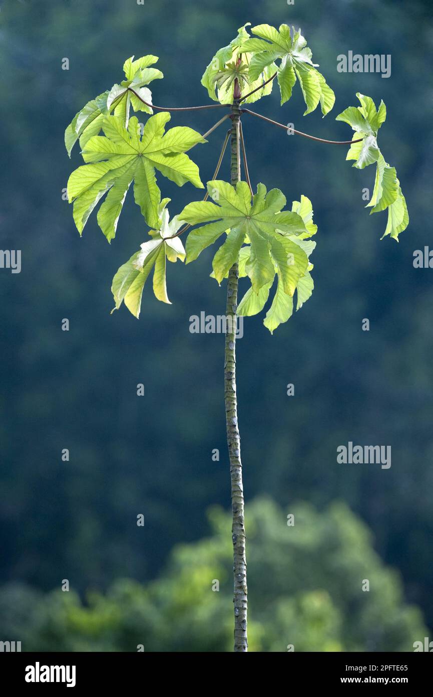 Ant tree, ant trees, nettle family, Guarumo (Cecropia obtusifolia) young tree, backlit leaves, Iwokrama Rainforest, Guiana Shield, Guyana Stock Photo