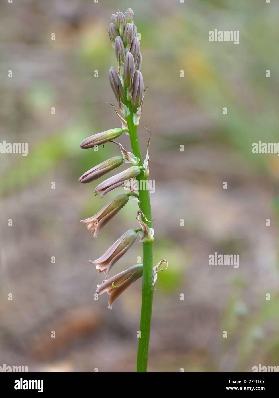 Flowering stem of brown bluebell (Dipcadi serotina), growing in pine forests, Andalusia, Spain Stock Photo
