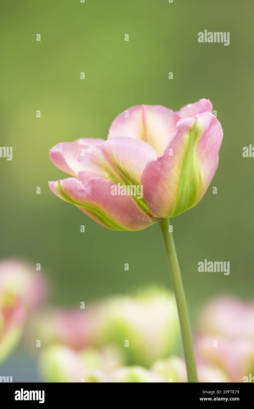 Tulips, Tulip, Lily family, Tulip (Tulipa sp.) Viridiflora 'Groenland